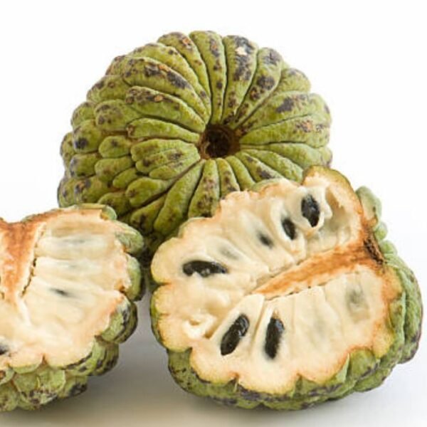 قشطة عبدالرازق